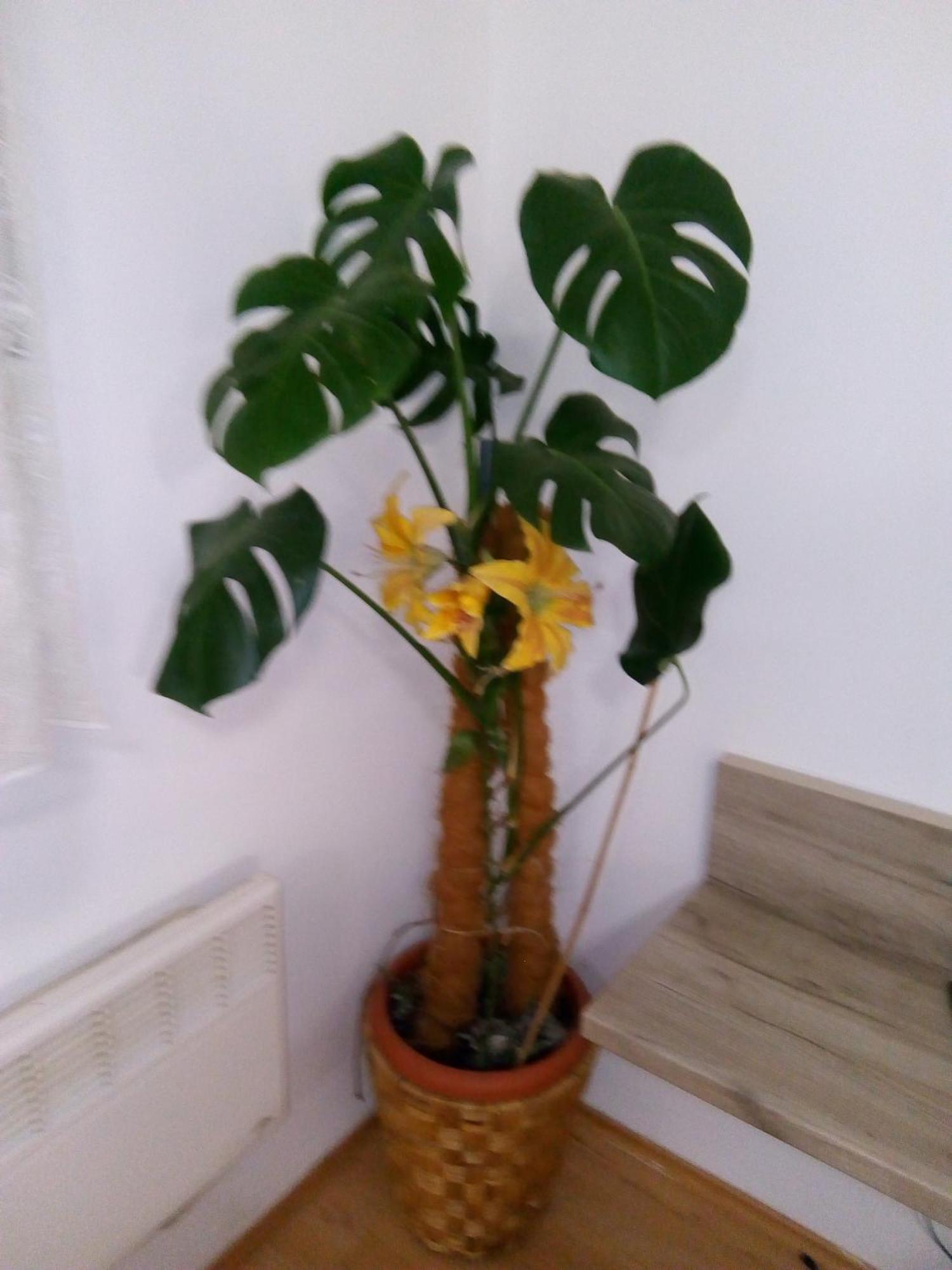 Studio Apartman Marita Split Dış mekan fotoğraf
